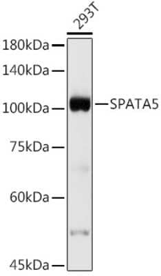 Western Blot: SPATA5 Antibody [NBP3-16028] - Western blot analysis of extracts of 293T cells, using SPATA5 antibody (NBP3-16028) at 1:500 dilution. Secondary antibody: HRP Goat Anti-Rabbit IgG (H+L) at 1:10000 dilution. Lysates/proteins: 25ug per lane. Blocking buffer: 3% nonfat dry milk in TBST. Detection: ECL Basic Kit. Exposure time: 10s.