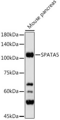 Western Blot SPATA5 Antibody - Azide and BSA Free
