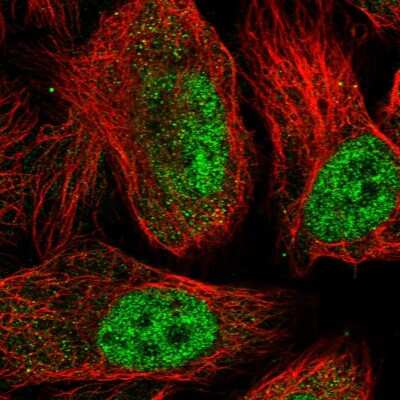 Immunocytochemistry/ Immunofluorescence SPATA5L1 Antibody - BSA Free