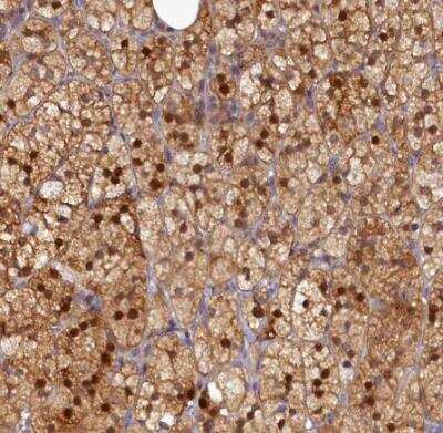 Immunohistochemistry-Paraffin: SPATA5L1 Antibody [NBP1-92430] - Staining of human adrenal gland shows moderate to strong nuclear and cytoplasmic positivity in glandular cells.