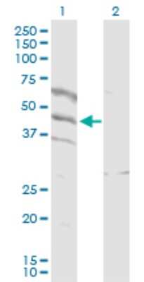 Western Blot: SPATA5L1 Antibody [H00079029-D01P] - Analysis of SPATA5L1 expression in transfected 293T cell line by SPATA5L1 polyclonal antibody.Lane 1: SPATA5L1 transfected lysate(44.70 KDa).Lane 2: Non-transfected lysate.