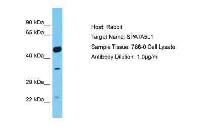 Western Blot SPATA5L1 Antibody - BSA Free