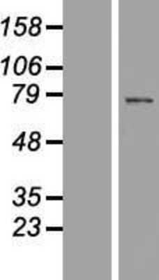 Western Blot SPATA7 Overexpression Lysate