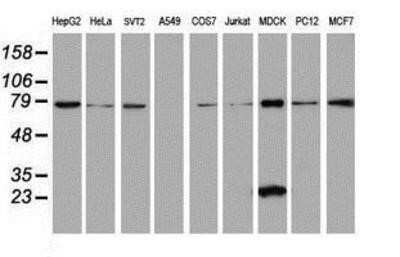 Flow Cytometry: SPATC1L Antibody (OTI1H6) - Azide and BSA Free [NBP2-72277] - Analysis of extracts (35ug) from 9 different cell lines by using g anti-C21orf56 monoclonal antibody (HepG2: human; HeLa: human; SVT2: mouse; A549: human; COS7: monkey; Jurkat: human; MDCK: canine; PC12: rat; MCF7: human).