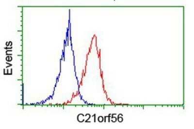 Flow Cytometry: SPATC1L Antibody (OTI1H6) - Azide and BSA Free [NBP2-72277] - Analysis of Jurkat cells, using anti-C21orf56 antibody, (Red), compared to a nonspecific negative control antibody (Blue).
