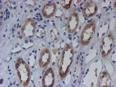 Immunohistochemistry: SPATC1L Antibody (OTI1H6) - Azide and BSA Free [NBP2-72277] - Staining of paraffin-embedded Human Kidney tissue using anti-C21orf56 mouse monoclonal antibody.