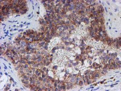 Immunohistochemistry: SPATC1L Antibody (OTI1H6) - Azide and BSA Free [NBP2-72277] - Staining of paraffin-embedded Human pancreas tissue using anti-C21orf56 mouse monoclonal antibody.