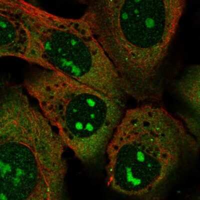 Immunocytochemistry/ Immunofluorescence SPATS2L Antibody - BSA Free