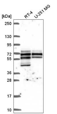Western Blot SPATS2L Antibody - BSA Free