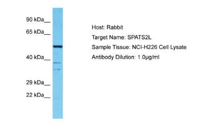 Western Blot SPATS2L Antibody - BSA Free