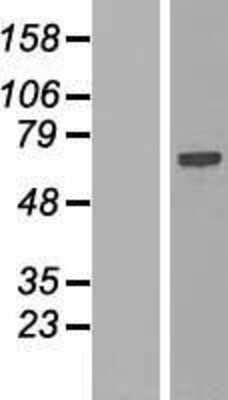Western Blot SPATS2L Overexpression Lysate