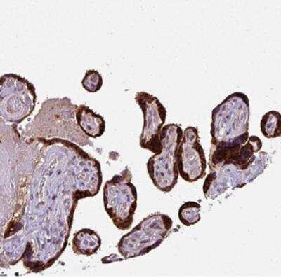 Immunohistochemistry SPCS3 Antibody