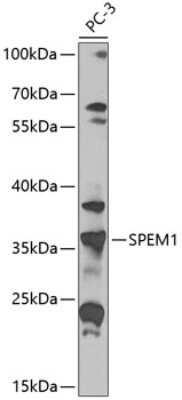 Western Blot SPEM1 Antibody - BSA Free