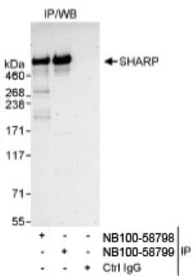 Immunoprecipitation: SPEN Antibody [NB100-58799] - Detection of Human SHARP by Western Blot of Immunoprecipitates.  Samples: Whole cell lysate (1 mg for IP, 20% of IP loaded) from HeLa cells. Antibodies: Affinity purified rabbit anti-SHARP antibody NB100-58799 used for IP at 3 mcg/mg lysate. SHARP was also immunoprecipitated by rabbit anti-SHARP antibody NB100-58798, which recognizes an upstream epitope. Detection: Chemiluminescence with an exposure time of 3 minutes.