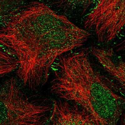 Immunocytochemistry/Immunofluorescence: SPERT Antibody [NBP1-86592] - Immunofluorescent staining of human cell line U-2 OS shows localization to nucleoplasm & cell junctions.