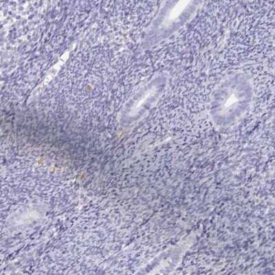 Immunohistochemistry-Paraffin: SPESP1 Antibody [NBP2-48994] - Staining of human endometrium shows low expression as expected.