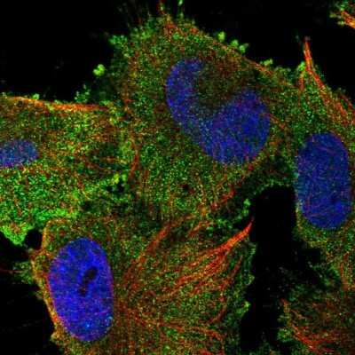 Immunocytochemistry/Immunofluorescence: SPG20 Antibody [NBP2-54942] - Staining of human cell line U-251 MG shows localization to plasma membrane & cytosol.