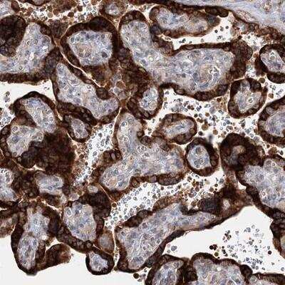 Immunohistochemistry-Paraffin: SPG20 Antibody [NBP1-82982] - Staining of human placenta shows strong cytoplasmic positivity in trophoblastic cells.