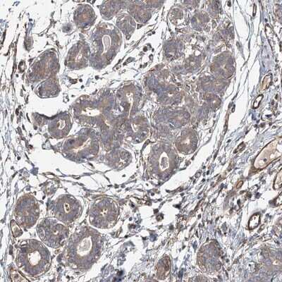 Immunohistochemistry-Paraffin: SPG20 Antibody [NBP2-54942] - Immunohistochemical staining of human breast shows moderate cytoplasmic positivity in glandular cells.