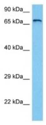 Western Blot: SPG20 Antibody [NBP3-10072] - Western blot analysis of SPG20 in Human 786-0 Whole Cell lysates. Antibody dilution at 1ug/ml