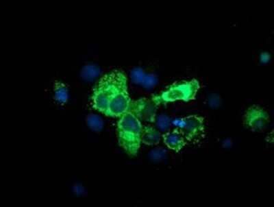 Immunocytochemistry/Immunofluorescence: SPG7 Antibody (OTI1C1) - Azide and BSA Free [NBP2-74327] - Staining of COS7 cells transiently transfected by pCMV6-ENTRY SPG7.