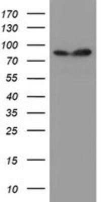 Western Blot: SPG7 Antibody (OTI1C1) - Azide and BSA Free [NBP2-74327] - HEK293T cells were transfected with the pCMV6-ENTRY control (Left lane) or pCMV6-ENTRY SPG7 (Right lane) cDNA for 48 hrs and lysed. Equivalent amounts of cell lysates (5 ug per lane) were separated by SDS-PAGE and immunoblotted with anti-SPG7.