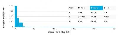 Protein Array: SPIC Antibody (PCRP-SPIC-2C5) [NBP3-08334] - Analysis of Protein Array containing more than 19,000 full-length human proteins using SPIC Mouse Monoclonal Antibody (PCRP-SPIC-2C5).