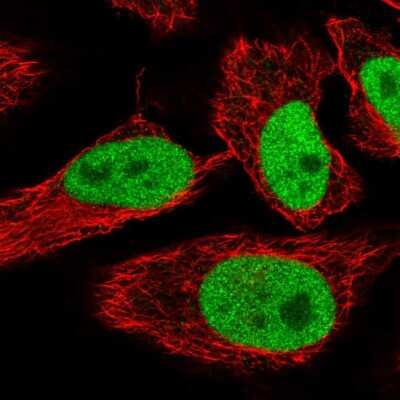 Immunocytochemistry/Immunofluorescence: SPIN1 Antibody [NBP2-55843] - Staining of human cell line HeLa shows localization to nucleoplasm.
