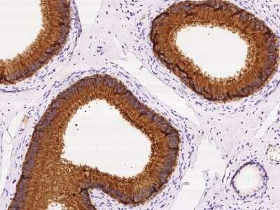 Immunohistochemistry-Paraffin SPINK2 Antibody - BSA Free