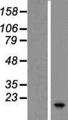 Western Blot: SPINLW1 Overexpression Lysate (Adult Normal) [NBP2-06653] Left-Empty vector transfected control cell lysate (HEK293 cell lysate); Right -Over-expression Lysate for SPINLW1.