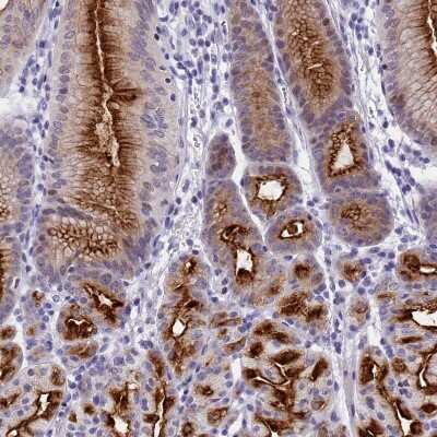 Immunohistochemistry-Paraffin: SPIRE2 Antibody [NBP2-47261] - Staining of human stomach shows strong membranous positivity in glandular cells.