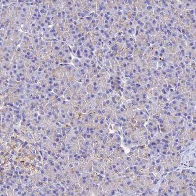 Immunohistochemistry-Paraffin SPNS1 Antibody