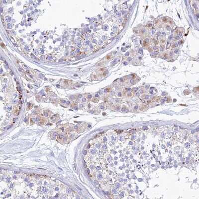 Immunohistochemistry-Paraffin: SPNS1 Antibody [NBP1-92440] - Staining of human testis shows weak granular cytoplasmic positivity in Leydig cells.