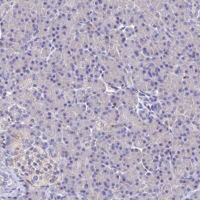 Immunohistochemistry-Paraffin: SPNS1 Antibody [NBP1-92441] - Staining of human pancreas shows very weak positivity in exocrine glandular cells as expected.