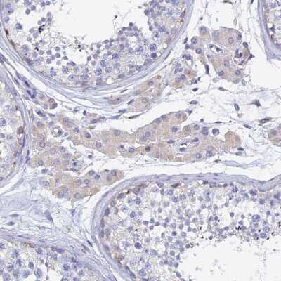 Immunohistochemistry-Paraffin: SPNS1 Antibody [NBP1-92441] - Staining of human testis shows weak cytoplasmic positivity in Leydig cells.