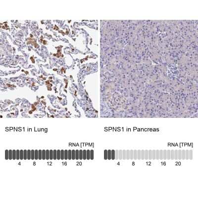 Immunohistochemistry-Paraffin SPNS1 Antibody - BSA Free