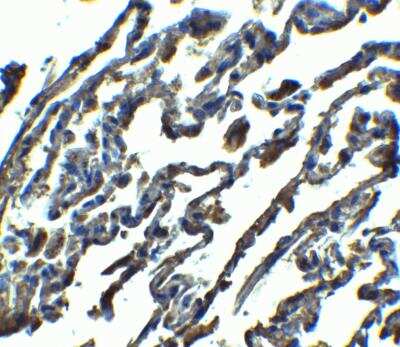 Immunohistochemistry-Paraffin SPNS1 Antibody - BSA Free