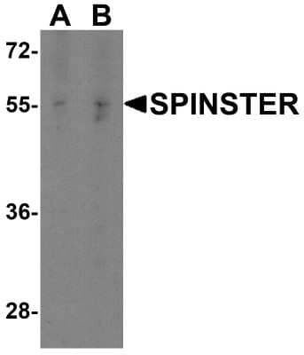 Western Blot SPNS1 Antibody - BSA Free