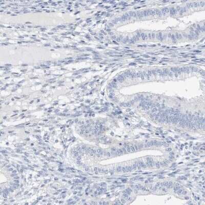 Immunohistochemistry-Paraffin SPOCD1 Antibody - BSA Free