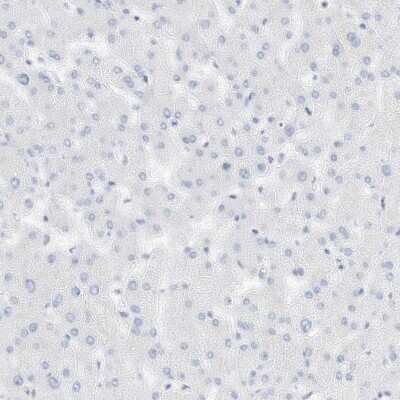 Immunohistochemistry-Paraffin SPOCD1 Antibody - BSA Free