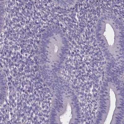 Immunohistochemistry-Paraffin SPOCD1 Antibody - BSA Free