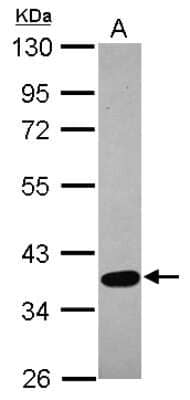 Western Blot: Testican 3/SPOCK3 Antibody [NBP2-20476] -  Sample (30 ug of whole cell lysate) A: 293T 10% SDS PAGE gel, diluted at 1:5000.