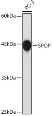Western Blot: SPOP Antibody (2N8L8) [NBP3-15784] - Western blot analysis of extracts of PC-3 cells, using SPOP Rabbit mAb (NBP3-15784) at 1:1000 dilution. Secondary antibody: HRP Goat Anti-Rabbit IgG (H+L) at 1:10000 dilution. Lysates/proteins: 25ug per lane. Blocking buffer: 3% nonfat dry milk in TBST. Detection: ECL Basic Kit. Exposure time: 180s.