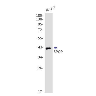 Western Blot: SPOP Antibody (S01-5B7) [NBP3-19781] - Western blot detection of SPOP in MCF-7 using NBP3-19781. Predicted band size: 42kDa. Observed band size: 42kDa.