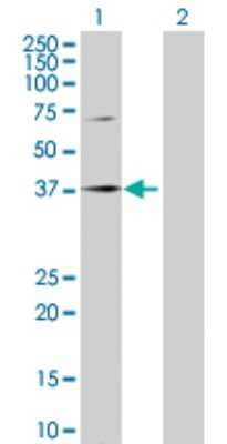Western Blot: SPOP Antibody [H00008405-D01P] - Analysis of SPOP expression in transfected 293T cell line by SPOP polyclonal antibody.Lane 1: SPOP transfected lysate(42.10 KDa).Lane 2: Non-transfected lysate.