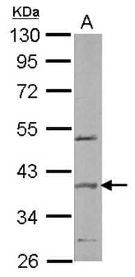 Western Blot: SPOP Antibody [NBP1-33090] - Sample (50 ug of whole cell lysate) A: mouse brain 10% SDS PAGE, antibody diluted at 1:2000.