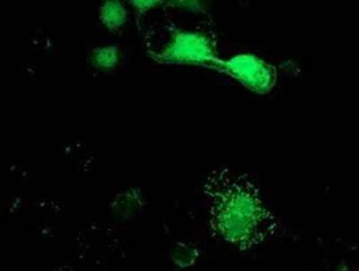 Immunocytochemistry/Immunofluorescence: SPR Antibody (OTI4F5) - Azide and BSA Free [NBP2-74344] - Staining of COS7 cells transiently transfected by pCMV6-ENTRY SPR.