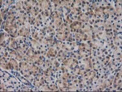 Immunohistochemistry: SPR Antibody (OTI4F5) - Azide and BSA Free [NBP2-74344] - Staining of paraffin-embedded Human pancreas tissue using anti-SPR mouse monoclonal antibody.