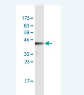 Western Blot: SPRED2 Antibody (2G11) [H00200734-M03] - Detection against Immunogen (36.74 KDa) .