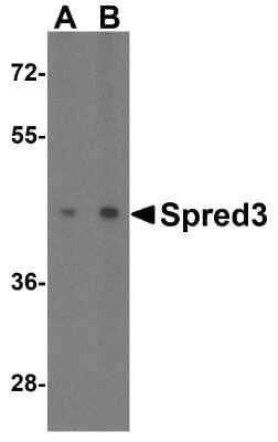 Western Blot SPRED3 Antibody - BSA Free